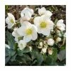 Best reviews of 🔔 2ft Helleborus 'Frosty®' | 4.5L Pot | Helleborus Gold Collection® 💯
