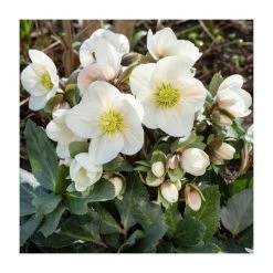 Best reviews of 🔔 2ft Helleborus 'Frosty®' | 4.5L Pot | Helleborus Gold Collection® 💯