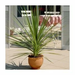 Wholesale ๐ 2ft Cordyline 'Peko' | 2 Litre Pot ๐