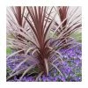 Best reviews of 🥰 2ft Cordyline 'Red Star' | 2 Litre Pot 🎉