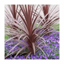 Best reviews of π₯° 2ft Cordyline 'Red Star' | 2 Litre Pot π