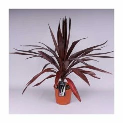 Discount 😍 2ft Cordyline 'Superstar' | 2 Litre Pot ⭐