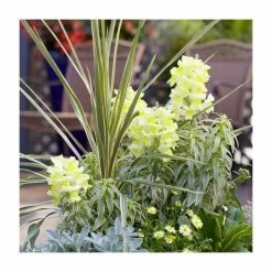 Buy ❤️ 2ft Cordyline 'Torbay Dazzler' | 2 Litre Pot 🤩