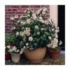 Buy ❤️ 40cm Viburnum tinus 'Eve Price' | 2 Litre Pot ❤️