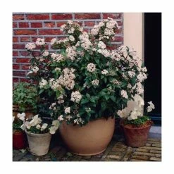 Buy โค๏ธ 40cm Viburnum tinus 'Eve Price' | 2 Litre Pot โค๏ธ