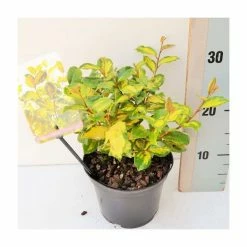 Cheap 🤩 20-25cm Elaeagnus ebbengei 'Coastal Gold' | 17cm Pot 🎉 -Ornamental Shrubs Sales PL52131 add image 1 0f29