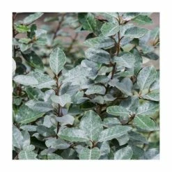 Promo 🛒 25-30cm Elaeagnus x ebbingei | 17cm Pot 👍