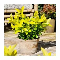 Promo 🌟 30-35cm Euonymus japonicus 'El Dorado' | 17cm Pot 🔔