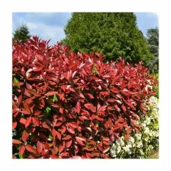 Top 10 🥰 Photinia x fraseri 'Little Red Robin' 🔔