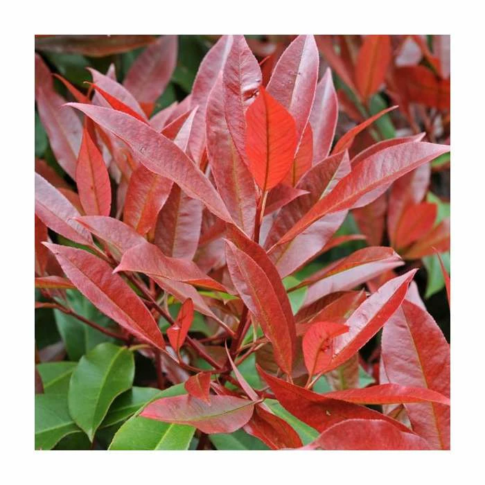 Top 10 π₯° Photinia x fraseri 'Little Red Robin' π 2 Top 10 π₯° Photinia x fraseri 'Little Red Robin' π - Image 2