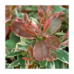 Discount 🤩 30-35cm Photinia fraseri 'Pink Marble' | 17cm Pot ⭐