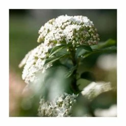 Best Pirce 🔔 30-35cm Viburnum tinus | 17cm Pot 👏