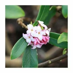 Best Pirce 🧨 55cm Daphne 'Perfume Princess' | 17cm Pot 🛒