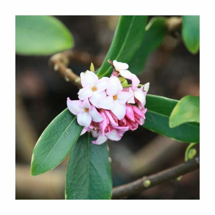 Best Pirce 𧨠55cm Daphne 'Perfume Princess' | 17cm Pot π 1 Best Pirce 𧨠55cm Daphne 'Perfume Princess' | 17cm Pot π