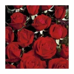 Best Sale 😉 'Happy Ruby Wedding' Bush Rose - 5.5L Pot 💯 -Ornamental Shrubs Sales PL6121A add image 2 3311