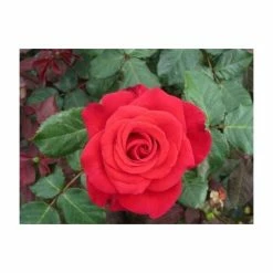 Best Sale 😉 'Happy Ruby Wedding' Bush Rose - 5.5L Pot 💯 -Ornamental Shrubs Sales PL6121A add image 3 f513