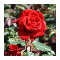 Best Sale 😉 'Happy Ruby Wedding' Bush Rose - 5.5L Pot 💯