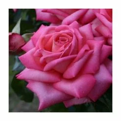 Flash Sale 🔔 'Wedding Bells' Bush Rose - 5.5L Pot 🌟