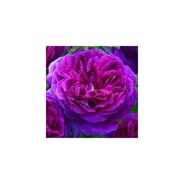 Top 10 π 'Ebb Tide' Bush Rose - 4L Pot π 2 Top 10 π 'Ebb Tide' Bush Rose - 4L Pot π - Image 2