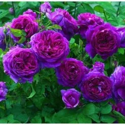 Top 10 π 'Ebb Tide' Bush Rose - 4L Pot π 5 Top 10 π 'Ebb Tide' Bush Rose - 4L Pot π -Ornamental Shrubs Sales PL6125A add image 2 37cd