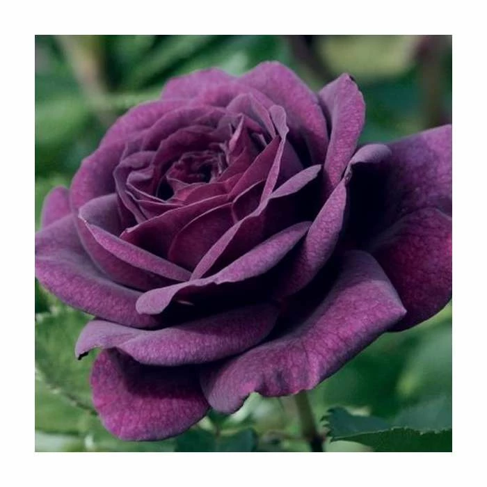 Top 10 π 'Ebb Tide' Bush Rose - 4L Pot π 1 Top 10 π 'Ebb Tide' Bush Rose - 4L Pot π