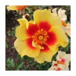 Wholesale 🧨 Eye Of The Tiger' Bush Rose - 4L Pot ✔️