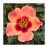 Cheapest 👏 For Your Eyes Only' Bush Rose - 4L Pot ✨