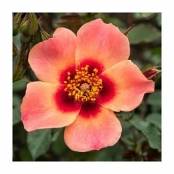 Cheapest 👏 For Your Eyes Only' Bush Rose - 4L Pot ✨