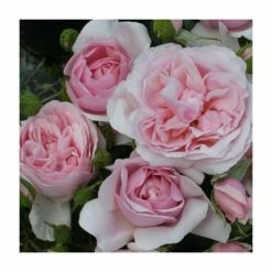 Top 10 🌟 Natasha Richardson' Bush Rose - 4L Pot 🎁