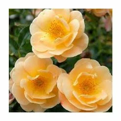 Coupon 🥰 'Flower Carpet Amber' Ground Cover Rose - 4L Pot 🤩