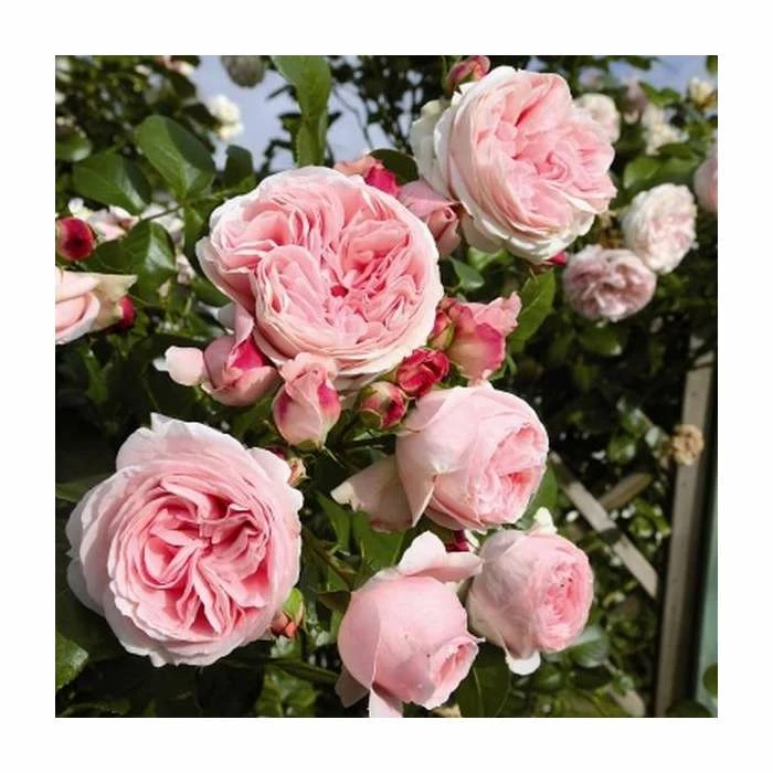 Budget 🎁 'Giardina' Climber Rose - 5.5L Pot 👍 1 Budget 🎁 'Giardina' Climber Rose - 5.5L Pot 👍