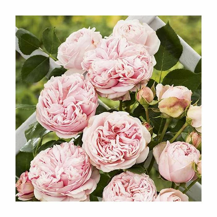Budget 🎁 'Giardina' Climber Rose - 5.5L Pot 👍 2 Budget 🎁 'Giardina' Climber Rose - 5.5L Pot 👍 - Image 2