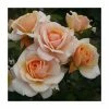 Best reviews of 😉 'Sweet Honey' Bush Rose | Rose of the Year 2020 | 5.5L Pot 👍