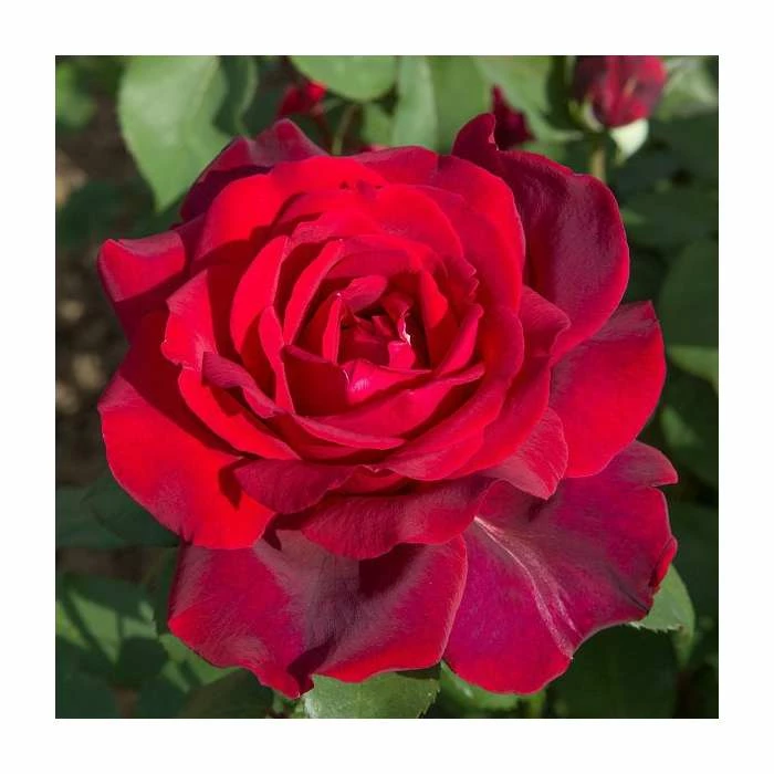 Flash Sale π 'Jubilee Papa Meilland' Bush Rose - 4L Pot π€© 1 Flash Sale π 'Jubilee Papa Meilland' Bush Rose - 4L Pot π€©