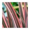 Outlet 🎁 Phormium 'Sundowner' | 4L Pot 🛒