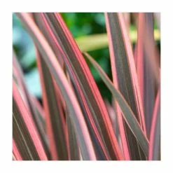 Outlet 🎁 Phormium 'Sundowner' | 4L Pot 🛒