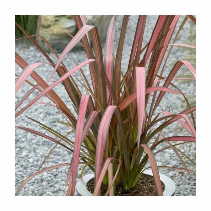 Outlet โค๏ธ Phormium 'Purpurea' 4L Pot ๐ 1 Outlet โค๏ธ Phormium 'Purpurea' 4L Pot ๐