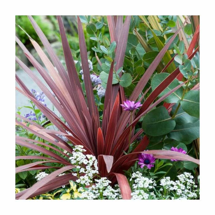 Outlet ๐ Phormium 'Salsa' | 3L Pot โญ 1 Outlet ๐ Phormium 'Salsa' | 3L Pot โญ