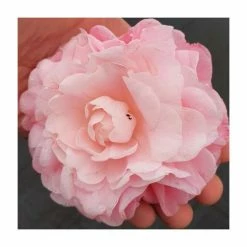 Best Sale ❤️ 1ft Camellia Nuccio’s Cameo | 2 Litre Pot 🔔 -Ornamental Shrubs Sales PL70100 add image 1 051c