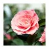 Best Sale ❤️ 1ft Camellia Nuccio’s Cameo | 2 Litre Pot 🔔
