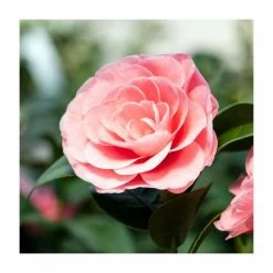 Best Sale β€οΈ 1ft Camellia Nuccioβs Cameo | 2 Litre Pot π