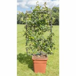 New ⌛ Star Jasmine | Trachelospermum jasminoides ⌛ -Ornamental Shrubs Sales PL800718L add image 1 81ad