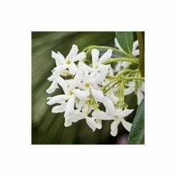 New ⌛ Star Jasmine | Trachelospermum jasminoides ⌛ -Ornamental Shrubs Sales PL800718L add image 2 1434