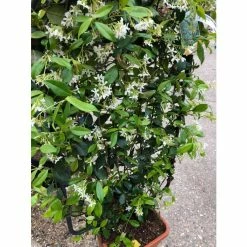 New ⌛ Star Jasmine | Trachelospermum jasminoides ⌛