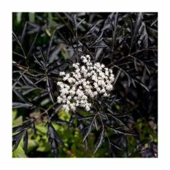 Outlet ๐ Sambucus Nigra 'Black Lace' | Black Elder โจ