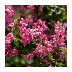 Deals 👏 30cm Pink Escallonia 'Apple Blossom' | 9cm Pot 🛒