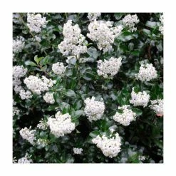 Budget 🛒 30cm White Escallonia 'Iveyi' | 9cm Pot 🛒