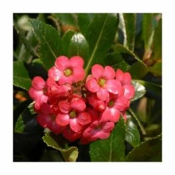 Outlet 👏 30cm Red Escallonia 'Rubra Macrantha' | 9cm Pot ❤️