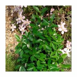 Coupon 🤩 20cm Euonymus japonicus 'Green Millenium' | 9cm Pot ⌛