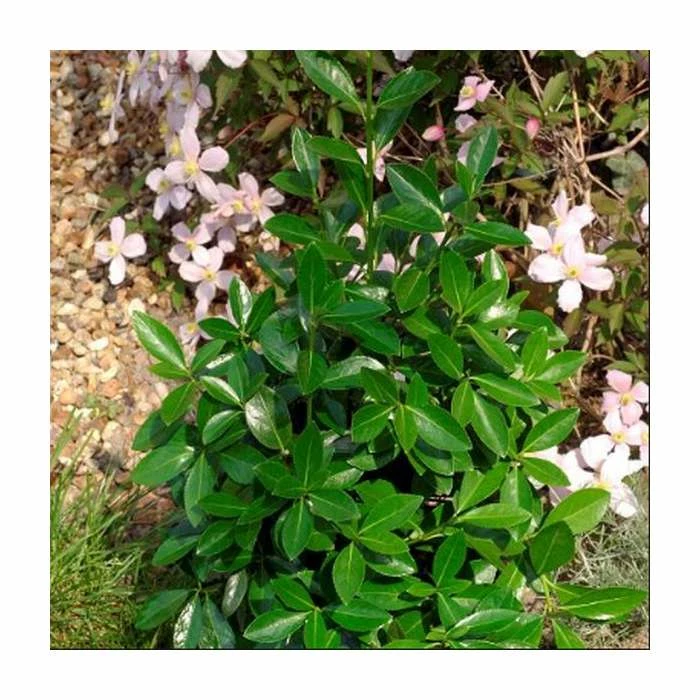 Coupon ๐คฉ 20cm Euonymus japonicus 'Green Millenium' | 9cm Pot โ 1 Coupon ๐คฉ 20cm Euonymus japonicus 'Green Millenium' | 9cm Pot โ